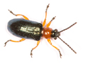 Oulema melanopus